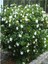 Serada Decor Plant Videolu Efsane Kokulu Hediyelik 1 Adet Gardenya Çiçeği Saksılı 30-45CM (Gardenia Flower) 5