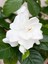 Videolu Yoğun Kokulu 1 Adet Ofis Çiçeği Gardenya Bitkisi Saksılı 30-45CM (Gardenia Flower) 3