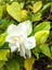 Videolu Yoğun Kokulu 1 Adet Ofis Çiçeği Gardenya Bitkisi Saksılı 30-45CM (Gardenia Flower) 5