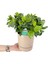 Videolu Mis Kokulu Anne Hediyesi 1 Adet Gardenya Çiçeği Saksılı 25-40CM (Gardenia Flower) 3