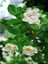 Videolu Ithal Muhteşem Kokulu 1 Adet Gardenya Çiçeği 30-45CM Saksılı (Gardenia Flower) 4