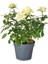 Videolu Canlı Beyaz Salon Gülü 20-40 cm Saksılı Çiçekli Bodur Bitkiler (White Flower) 3