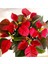 Serada Decor Plant Videolu Atatürk Çiçeği Salon Çiçeği 1 Adet Saksılı 40-70 cm Iç Mekan Saksı Bitkisi (Poinsettia) 1