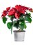 Videolu Atatürk Çiçeği Öğretmenler Günü Hediyesi 1 Adet Saksılı 40-75CM Canlı Bitki (Poinsettia) 5