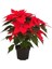 Videolu Muhteşem Atatürk Çiçeği Fidanı 30-50 cm Saksılı Iç Mekan Bitkileri Euphorbia Pulcherrima 1