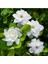 Videolu Müthiş Kokulu Salon Bitkisi Gardenya Çiçeği 1 Adet Saksılı 30-40CM (Gardenia Flower) 1