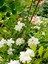 Videolu Müthiş Kokulu Salon Bitkisi Gardenya Çiçeği 1 Adet Saksılı 30-40CM (Gardenia Flower) 3