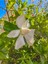 Videolu Müthiş Kokulu Salon Bitkisi Gardenya Çiçeği 1 Adet Saksılı 30-40CM (Gardenia Flower) 4