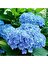 Serada Decor Plant Videolu 2 Adet Mavi Çiçekli Ortanca Fidanı 30-55 cm Tüplü Çiçekli Bodur Bitkiler Blue Hydrangea 2