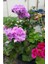 Videolu Rengarenk 4 Adet Sardunya Çiçeği Fidanı 15-30CM Saksılı (Geranium) 4