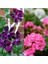 Videolu Mor Pembe 2 Adet Karışık Renk Özel Set Sardunya Fidesi 15-30CM Saksılı (Geranium) 1