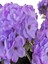 Videolu Mor Pembe 2 Adet Karışık Renk Özel Set Sardunya Fidesi 15-30CM Saksılı (Geranium) 5