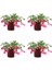 Serada Decor Plant Videolu 4 Adet Pembe Yılbaşı Çiçeği Bitkisi 15-30CM Saksılı (Poinsettia) 1