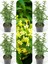 Videolu Mis Kokulu Melisa Kolanya Çiçeği 4 Adet Saksılı/ Tüplü 60-80CM (Cestrum Parqui) 1