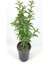 Videolu Mis Kokulu Melisa Kolanya Çiçeği 4 Adet Saksılı/ Tüplü 60-80CM (Cestrum Parqui) 3