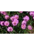 Videolu Pembe Bodrum Papatyası Çiçeği Fidanı Saksılı 4 Adet Saksılı 20-40CM (Bodrum Daisy) 3