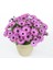 Videolu Pembe Bodrum Papatyası Çiçeği Fidanı Saksılı 4 Adet Saksılı 20-40CM (Bodrum Daisy) 4