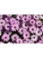 Videolu Pembe Bodrum Papatyası Çiçeği Fidanı Saksılı 4 Adet Saksılı 20-40CM (Bodrum Daisy) 5