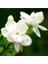Videolu Şahane Kokulu 1 Adet Beyaz Ful Yasemin Fidanı 60-120CM Saksılı (White Jasmine) 1