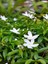 Videolu Şahane Kokulu 1 Adet Beyaz Ful Yasemin Fidanı 60-120CM Saksılı (White Jasmine) 2