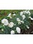 Videolu Kokulu Beyaz Karanfil Çiçeği Fidanı 1 Adet Saksılı 40-60CM ( Dianthus) 2