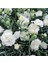 Videolu Kokulu Beyaz Karanfil Çiçeği Fidanı 1 Adet Saksılı 40-60CM ( Dianthus) 3
