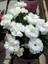 Videolu Kokulu Beyaz Karanfil Çiçeği Fidanı 1 Adet Saksılı 40-60CM ( Dianthus) 4
