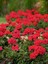 Videolu Karışık Renk 3 Adet Sardunya Çiçeği Fidanı 30-60CM Saksılı (Geranium) 5