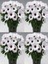 Videolu Beyaz Bodrum Papatyası Çiçeği Fidanı 4 Adet Saksılı 20-40 cm (Dimorphotheca Ecklonis) 1