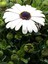 Videolu Beyaz Bodrum Papatyası Çiçeği Fidanı 4 Adet Saksılı 20-40 cm (Dimorphotheca Ecklonis) 4