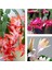 Videolu 3 Adet Yılbaşı Çiçeği 10-20 cm Saksılı Çiçekli Bodur Bitkiler Euphorbia Pulcherrima 1