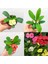 Videolu Mini 3'lü Karışık Milli Dikenler Tacı Çiçeği Fidanı 5-15CM Saksılı Çiçekli Bodur Euphorbia 1