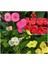 Videolu Mini 3'lü Karışık Milli Dikenler Tacı Çiçeği Fidanı 5-15CM Saksılı Çiçekli Bodur Euphorbia 2