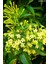 Videolu Yoğun Kokulu Melisa Parfüm Çiçeği Bitkisi 1 Adet Saksılı/ Tüplü 40-60 cm (Cestrum Parqui) 2