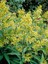 Videolu Yoğun Kokulu Melisa Parfüm Çiçeği Bitkisi 1 Adet Saksılı/ Tüplü 40-60 cm (Cestrum Parqui) 4