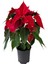 Videolu Atatürk Çiçeği Hediyelik 3 Adet Saksılı 40-70 cm Iç Mekan Bitkisi ( Poinsettia) 4