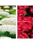 Videolu 2 Adet Kırmızı/beyaz Çiçekli Ortanca Fidanı 30-55 cm Tüplü Çiçekli Bodur Red/white Hydrangea 1