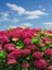 Videolu 2 Adet Kırmızı/beyaz Çiçekli Ortanca Fidanı 30-55 cm Tüplü Çiçekli Bodur Red/white Hydrangea 3