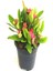 Videolu Kırmızı 1 Adet Milli Dikenler Tacı Çiçeği 15-30CM Saksılı (Euphorbia) 2