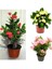 Videolu Pembe Sarı Kırmızı 3 Adet Milli Dikenler Tacı Çiçeği Fidanı 15-30CM Saksılı (Europhia) 1