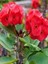 Videolu Pembe Sarı Kırmızı 3 Adet Milli Dikenler Tacı Çiçeği Fidanı 15-30CM Saksılı (Europhia) 4