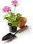 Videolu 4lü Set Sardunya Çiçeği Fidanı 15-30CM Saksılı (Pelargonium Flower) 2