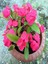 Videolu Pembe Beyaz Kırmızı 3 Adet Milli Dikenler Tacı Çiçeği Fidanı 15-30CM Saksılı (Europhia) 4