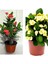 Videolu Sarı Kırmızı 2 Renk 2 Adet Milli Dikenler Tacı Çiçeği 15-30CM Saksılı (Euphorbia) 1