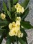 Videolu Sarı Kırmızı 2 Renk 2 Adet Milli Dikenler Tacı Çiçeği 15-30CM Saksılı (Euphorbia) 3