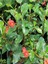 Videolu Sarı Kırmızı 2 Renk 2 Adet Milli Dikenler Tacı Çiçeği 15-30CM Saksılı (Euphorbia) 4