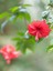 Videolu Karışık Renk 3'lü Japon Gülü Çiçeği Fidanı 40-60 cm Saksılı Çiçekli Bodur Japanese Quince 5