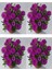 Videolu Koyu Mor Bodrum Papatyası Çiçeği 4 Adet Saksılı 20-40CM Bahçe Salon Bitkisi (Bodrum Daisy) 1