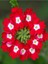 Videolu Yayılıcı Kırmızı Mine Çiçeği 1 Adet Saksılı 15-30 cm Bahçe Yer Bitkisi (Verbena Officinalis) 1