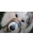 Comic Köpek Gezdirme Kayışı 4